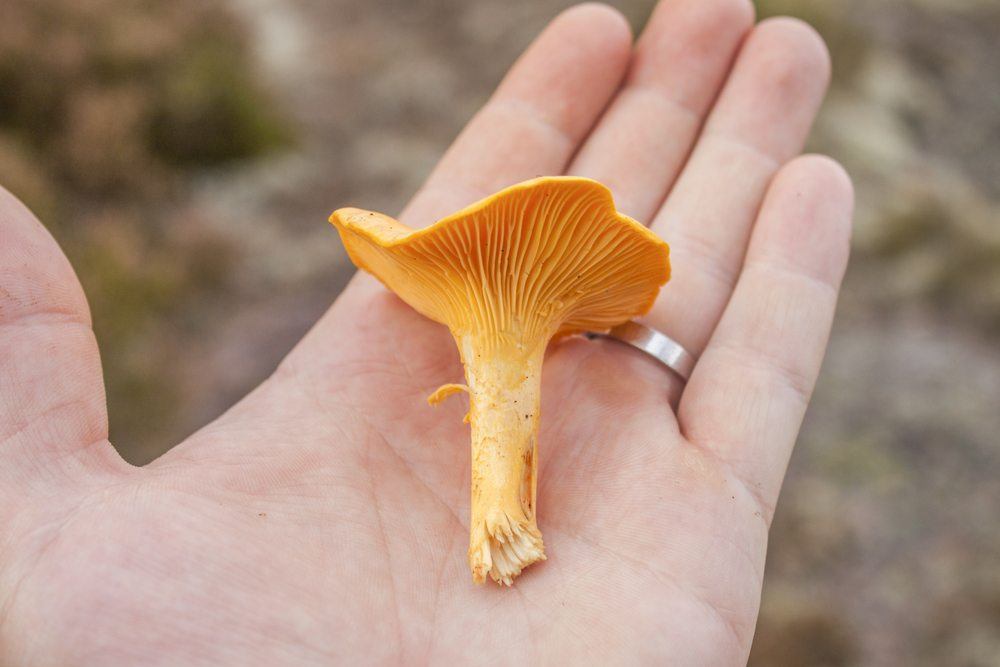 chanterelle