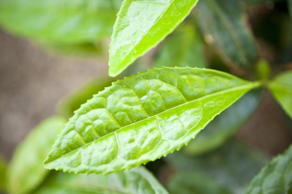 Camellia tea leaf