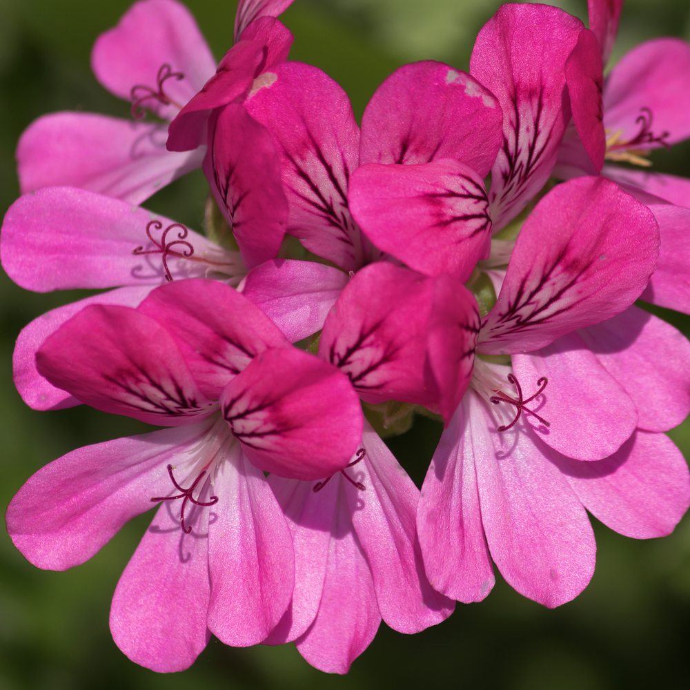 scented geranium