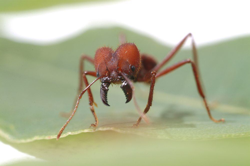 leafcutter ant