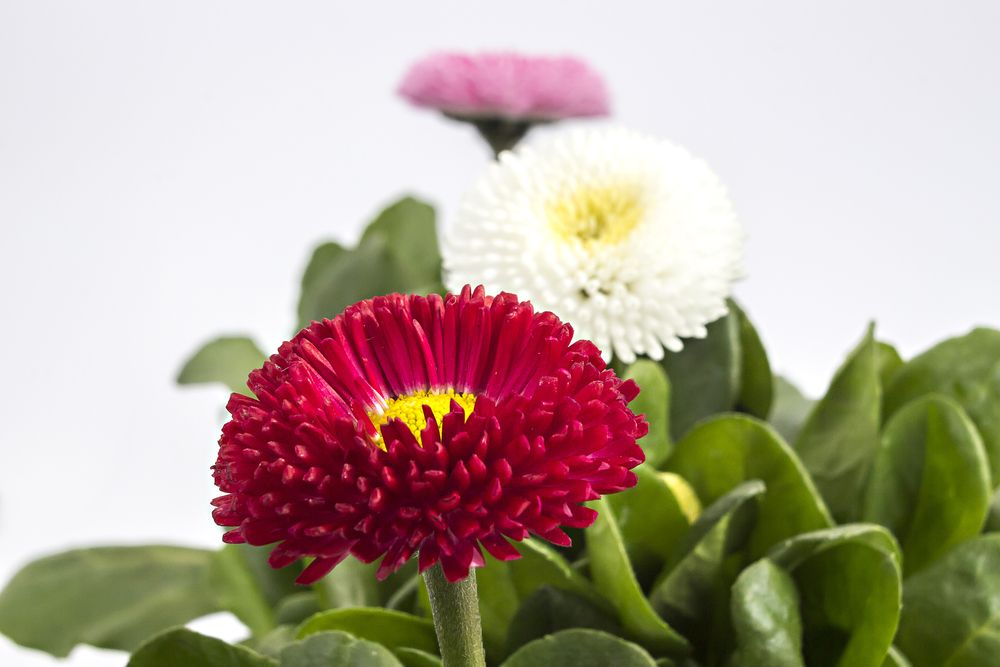 bellis perennis