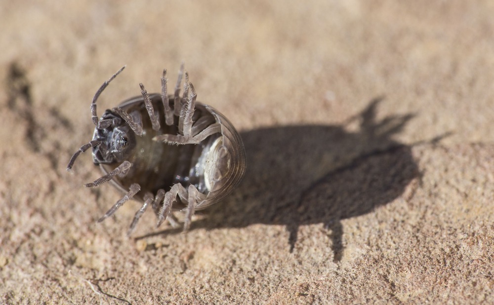 rollie pollie pill bug