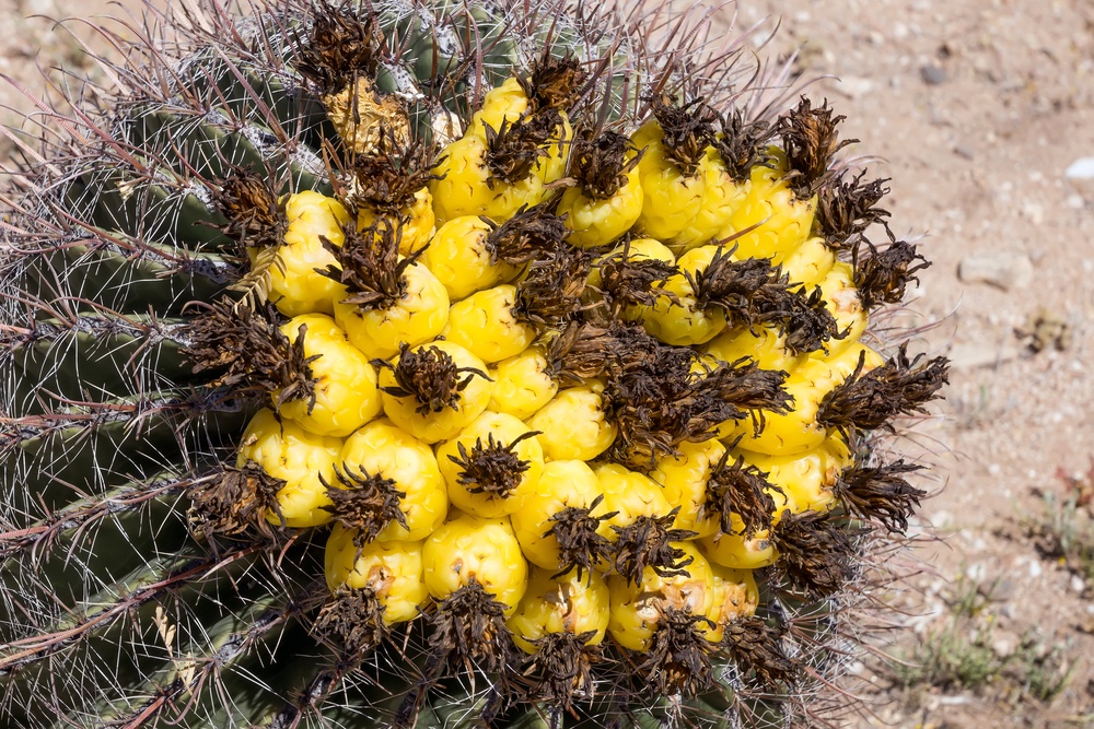 Fruits from the barrel cactus plant, surrounded by plenty of spines