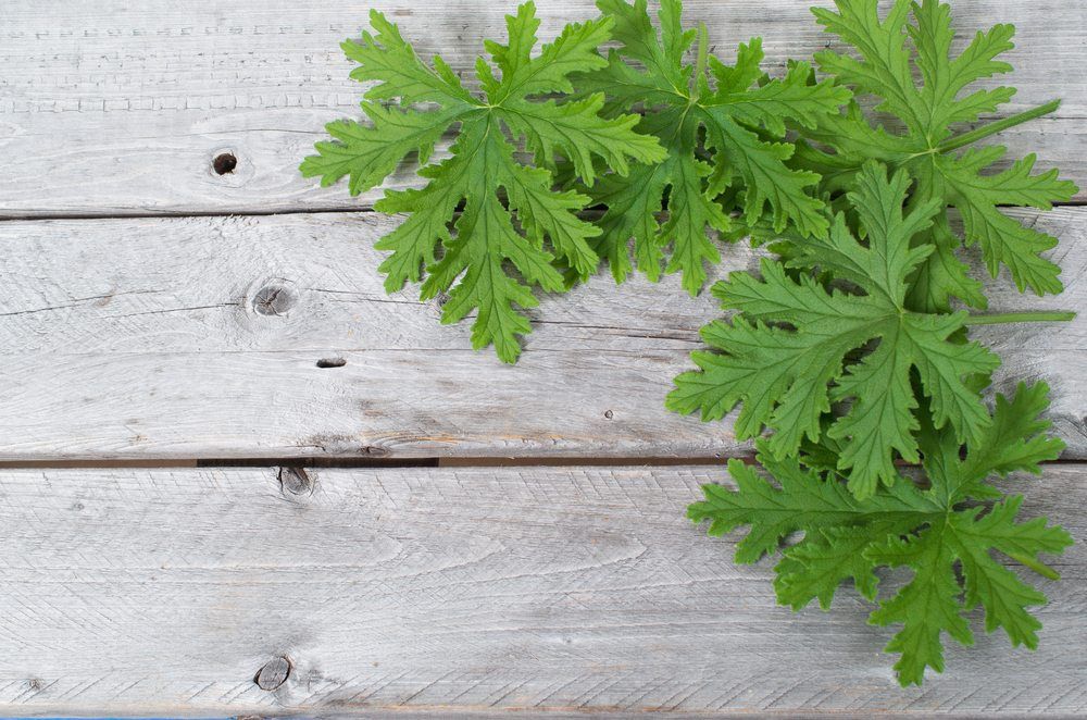 scented geranium