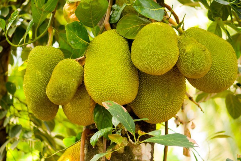 73 Exotic Fruits From Around The World (With Pictures!) Food For Net