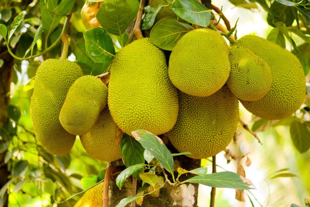 Fresh jackfruit, still green, growing on a tree in the sunlight