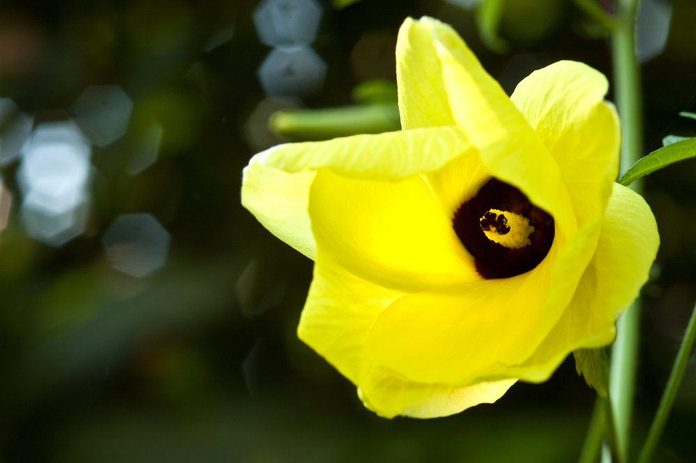 okra flower