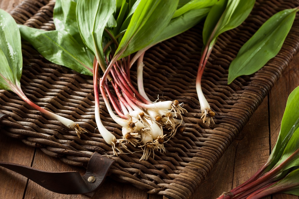 A woven container with a small collection of fresh ramps