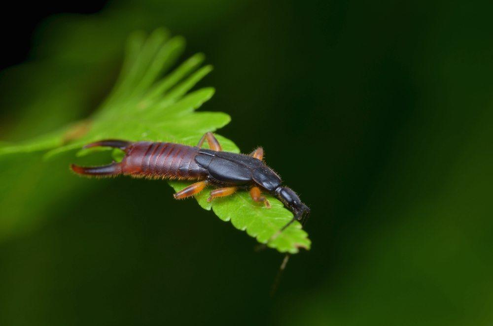 earwigs