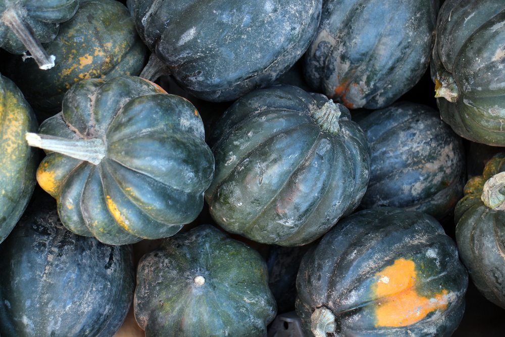 acorn squash