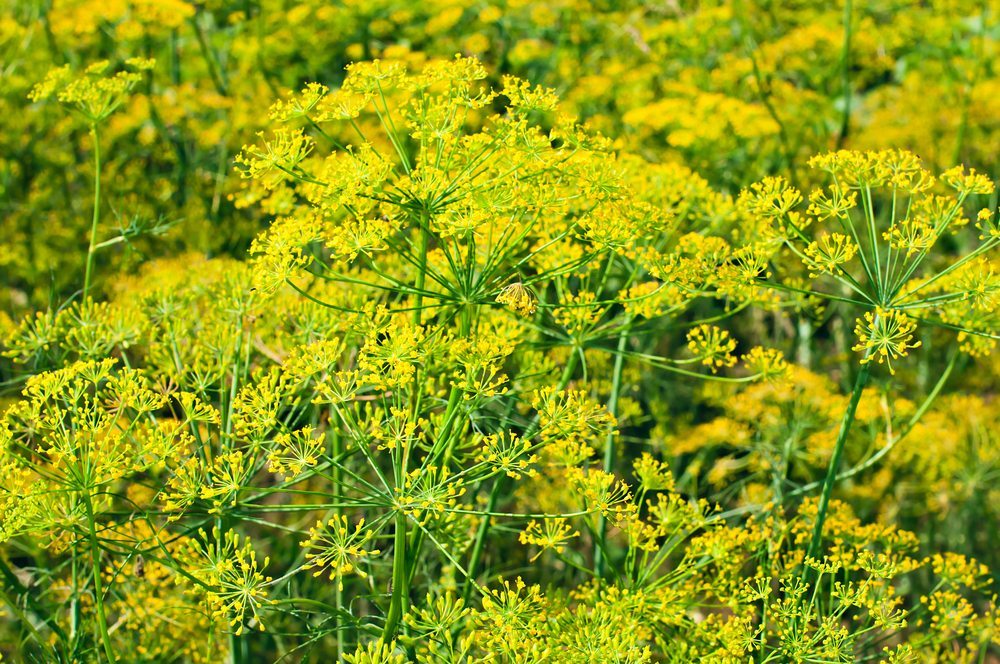 fennel flower