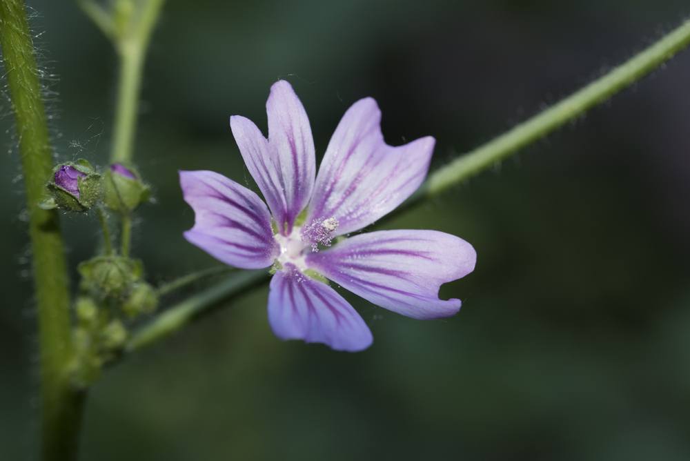 common mallow