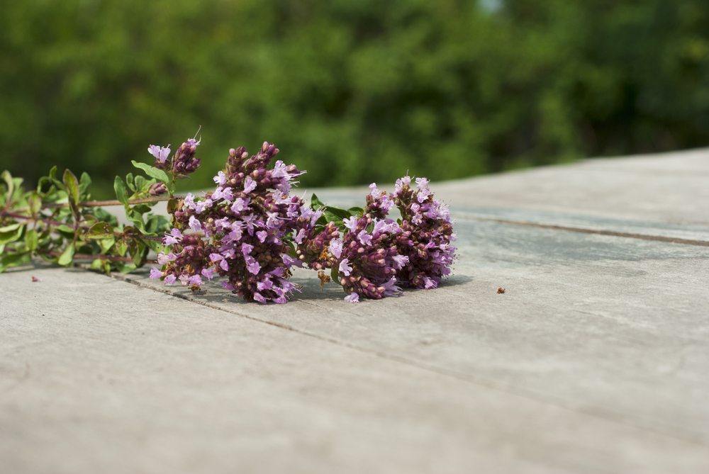 oregano flower