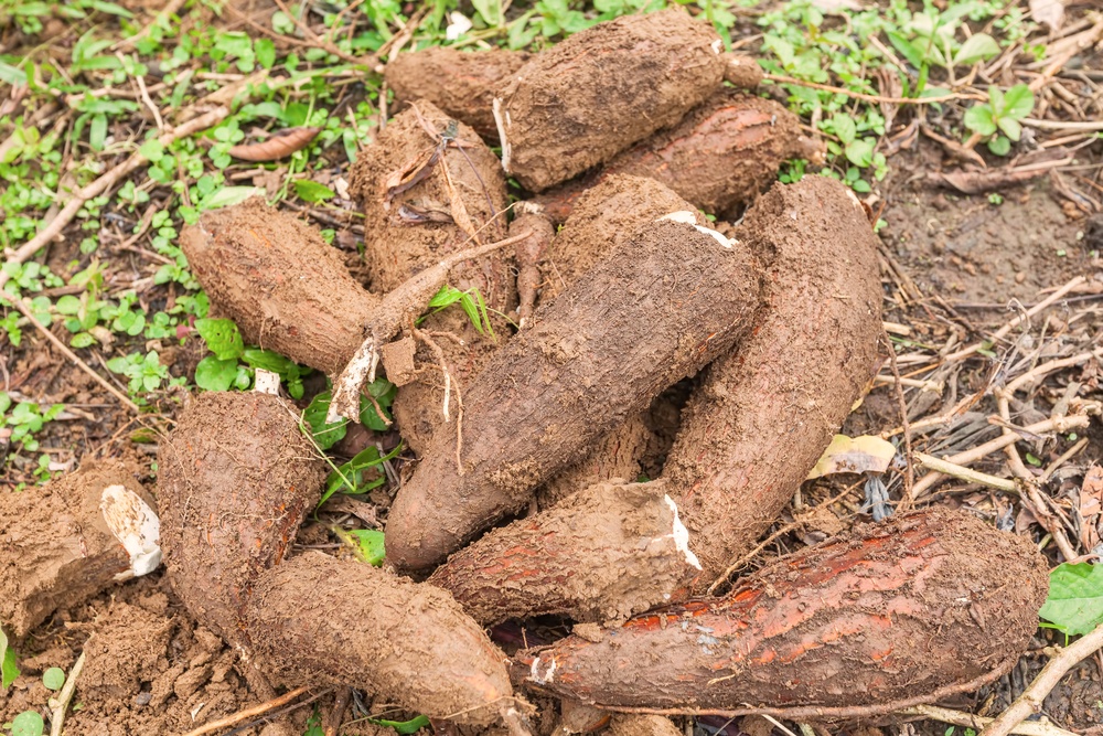 A large collection of manioc roots on the ground with dirt on them