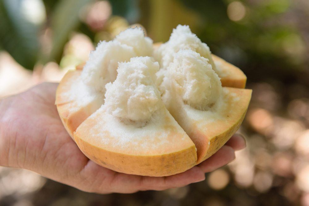 Someone holding half a santol fruit in their hand, where the fluffy flesh can be clearly seen. 