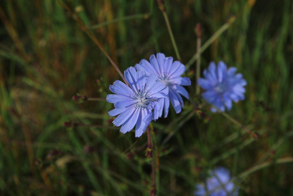 chicory flower