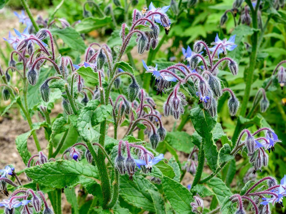 borage