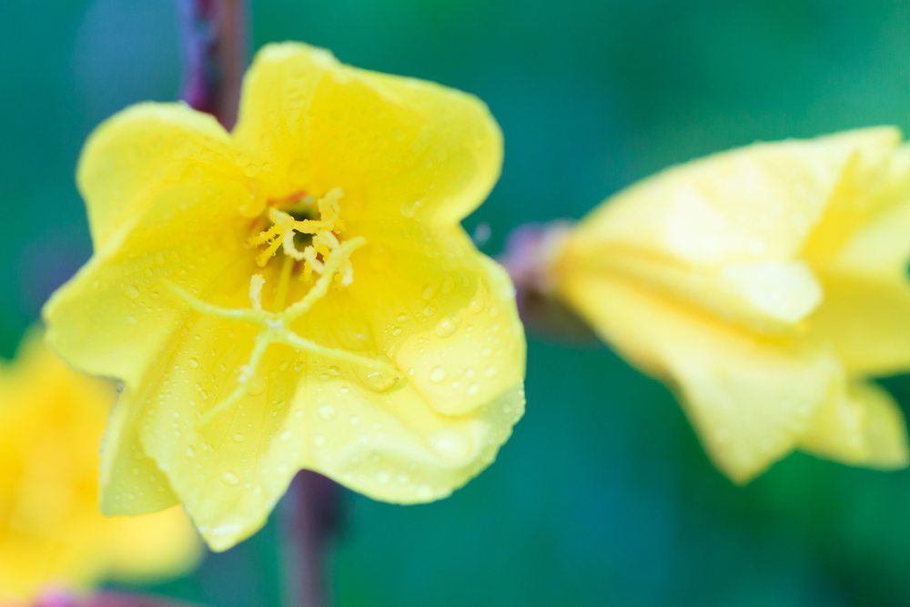 evening primrose