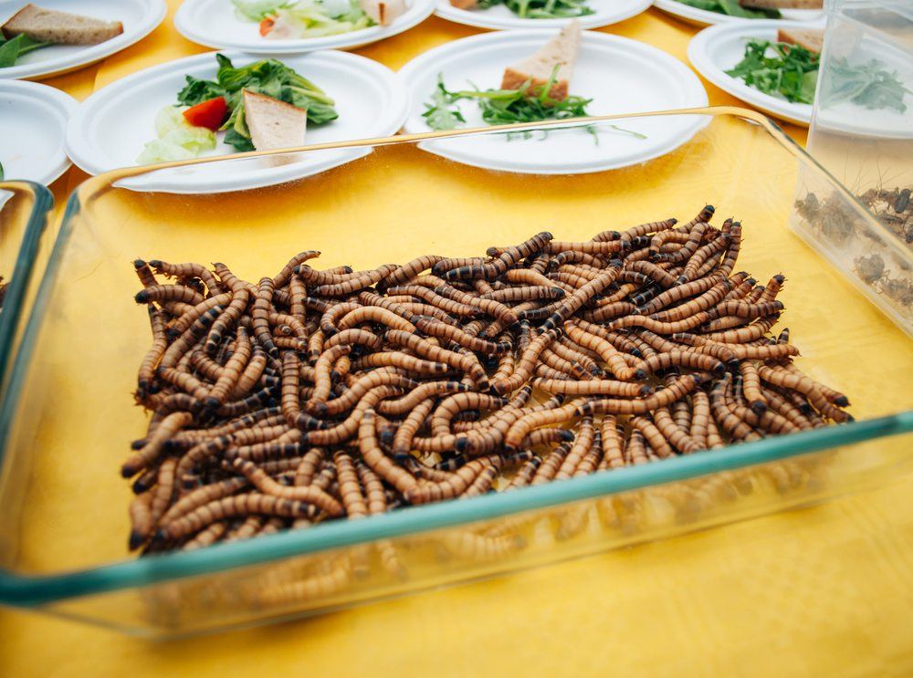 roasted mealworms