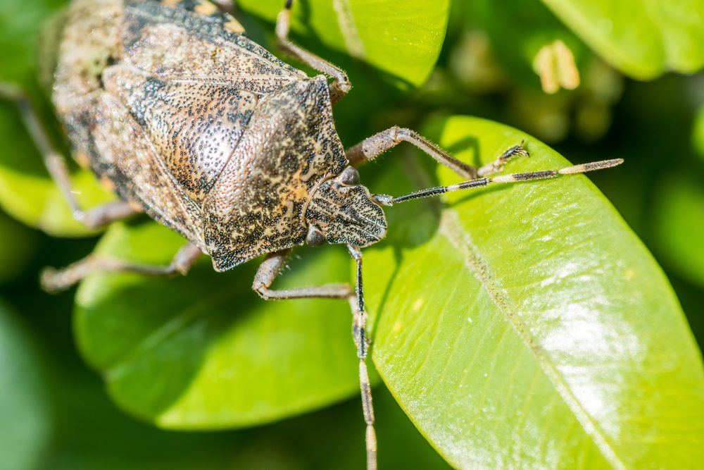 stink bugs