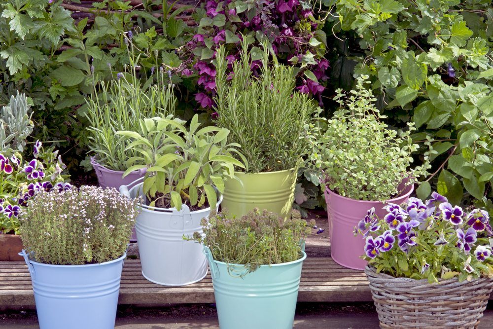 mixed herbs | Food For Net mixed herbs