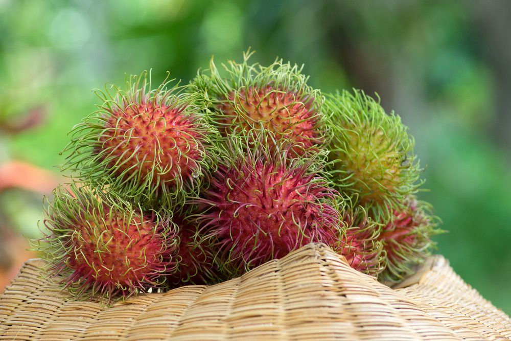 The red-skinned rambutan fruit, which has plenty of harmless green spines. 