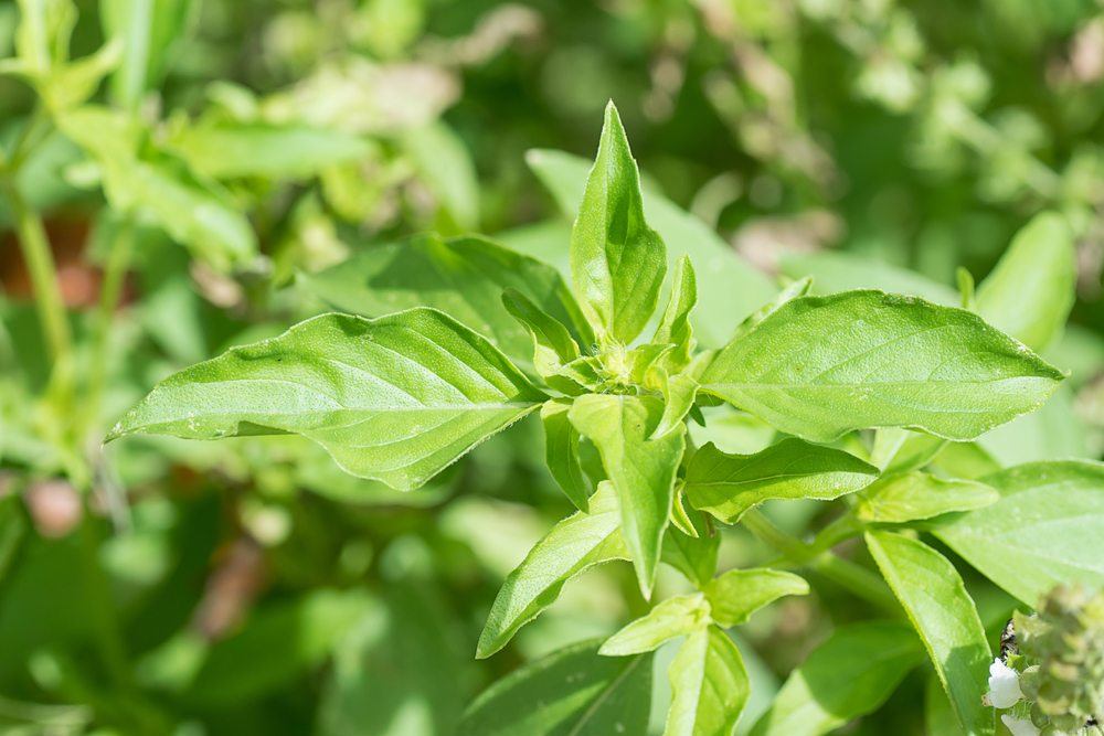 thai basil