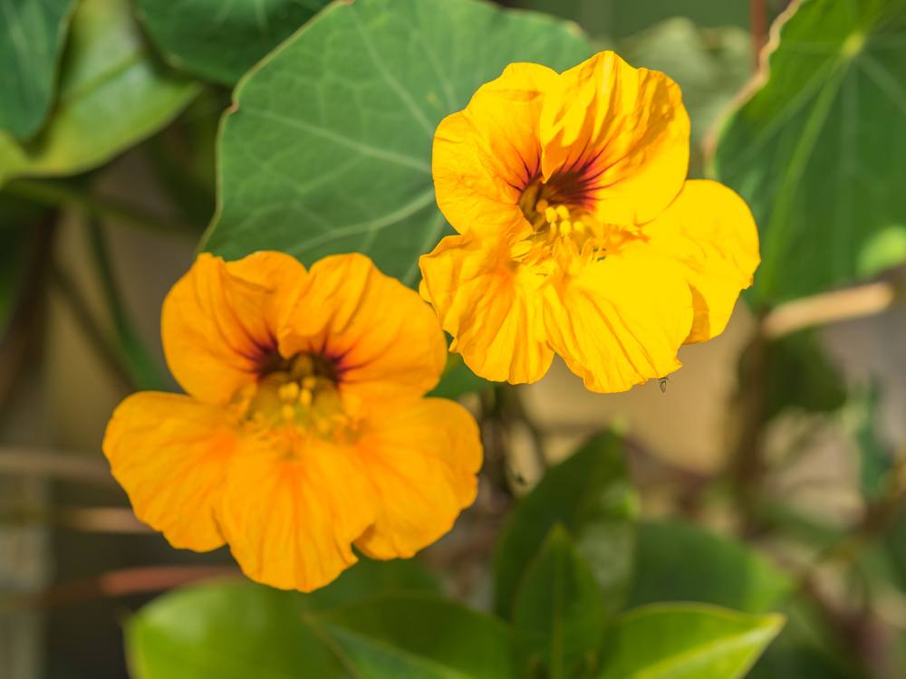 nasturtium