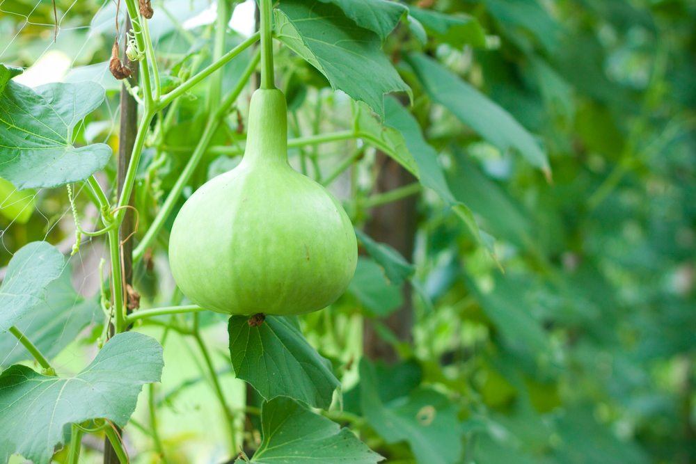 A vegetable called the calabash or bottle gourd