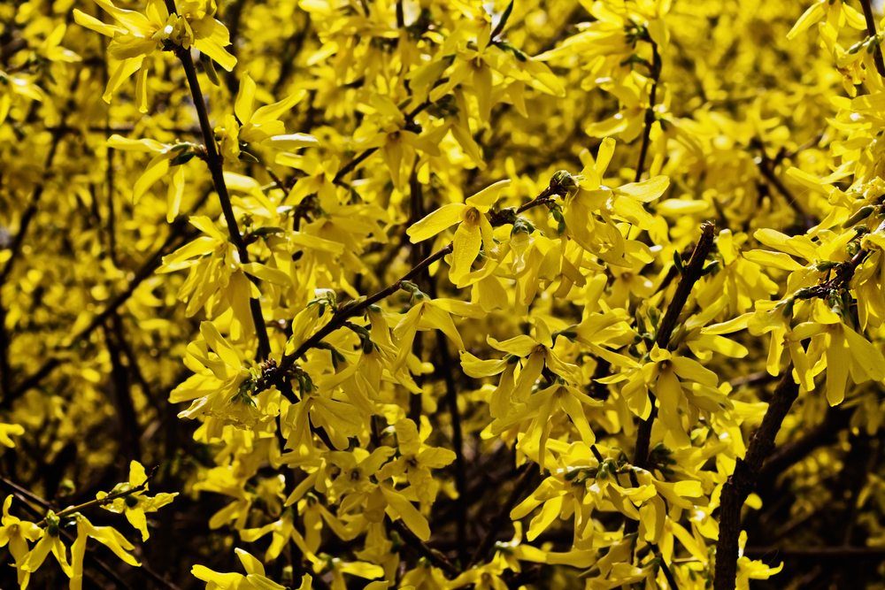 Forsythia