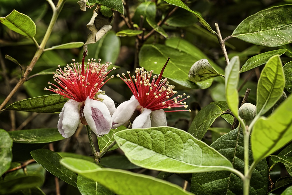 pineapple guava flower