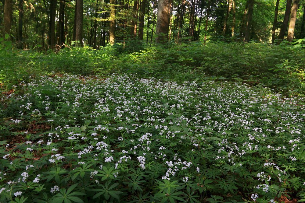 sweet woodruff