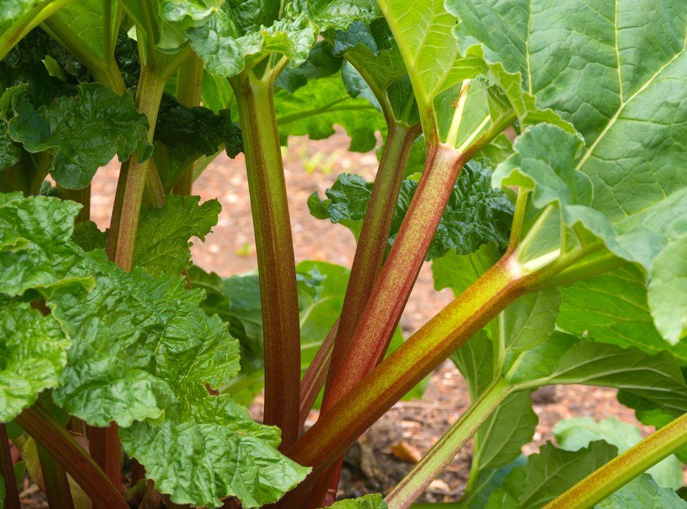 rhubarb