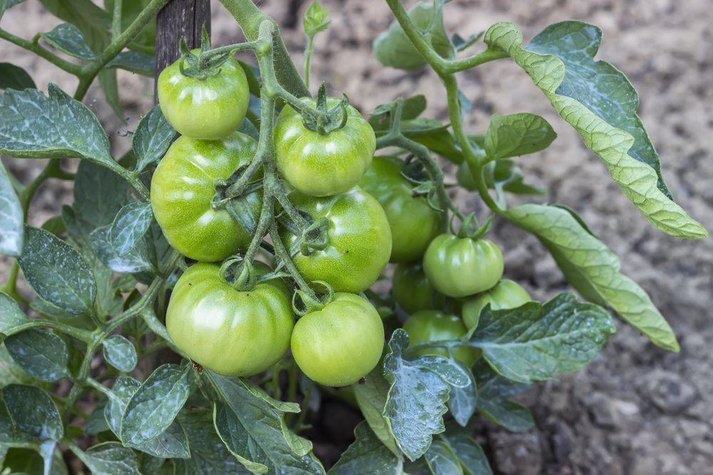 unripe green tomato