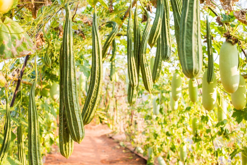 Silk squash vegetables growing and hanging down from vines