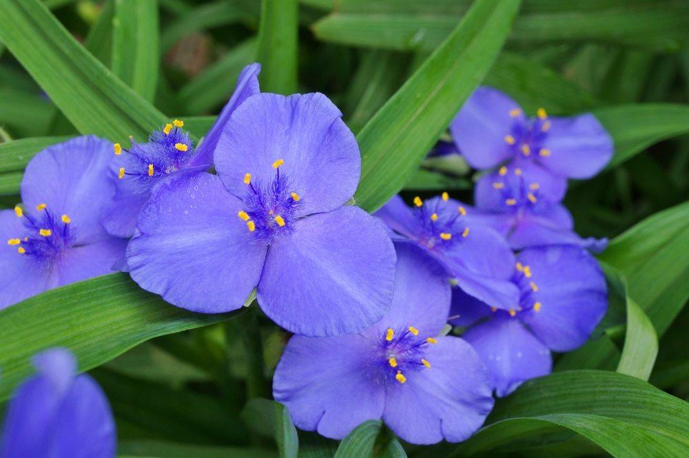 spiderwort