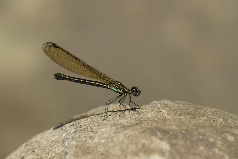 damselflies