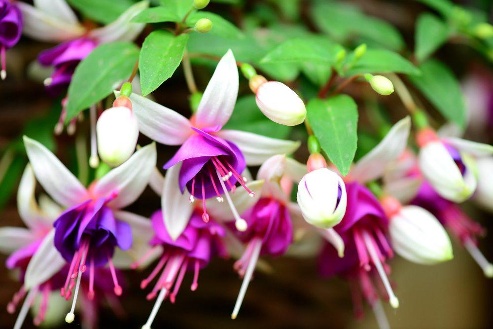 fuchsia flower