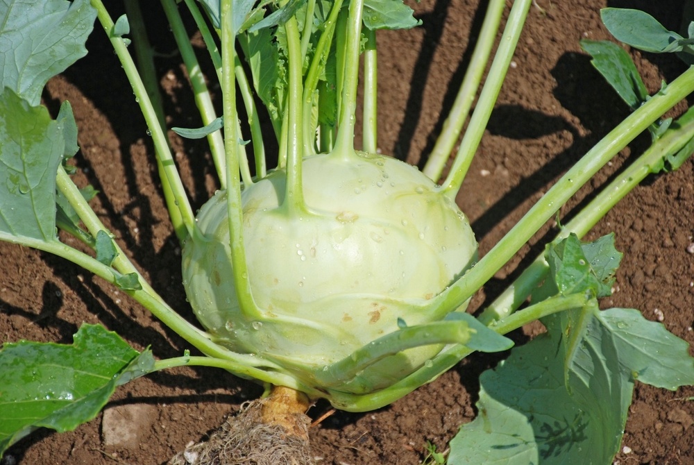 A large kohlrabi vegetable growing in the dirt with plenty of offshoots