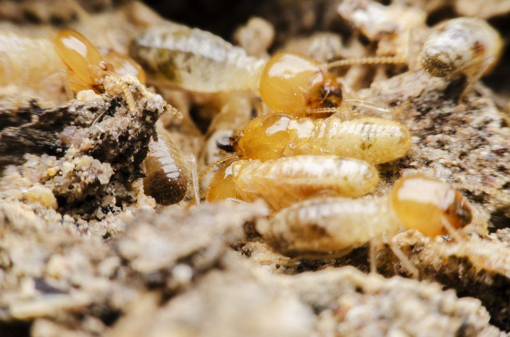 termites