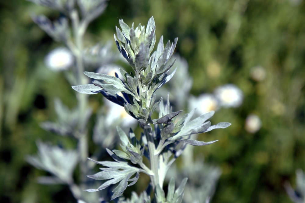 A wormwood plant growing outside, with more parts of the plant blurred out the in the background