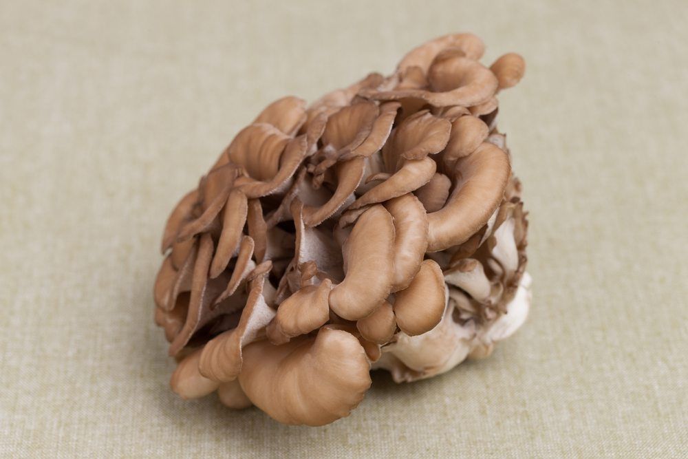 maitake