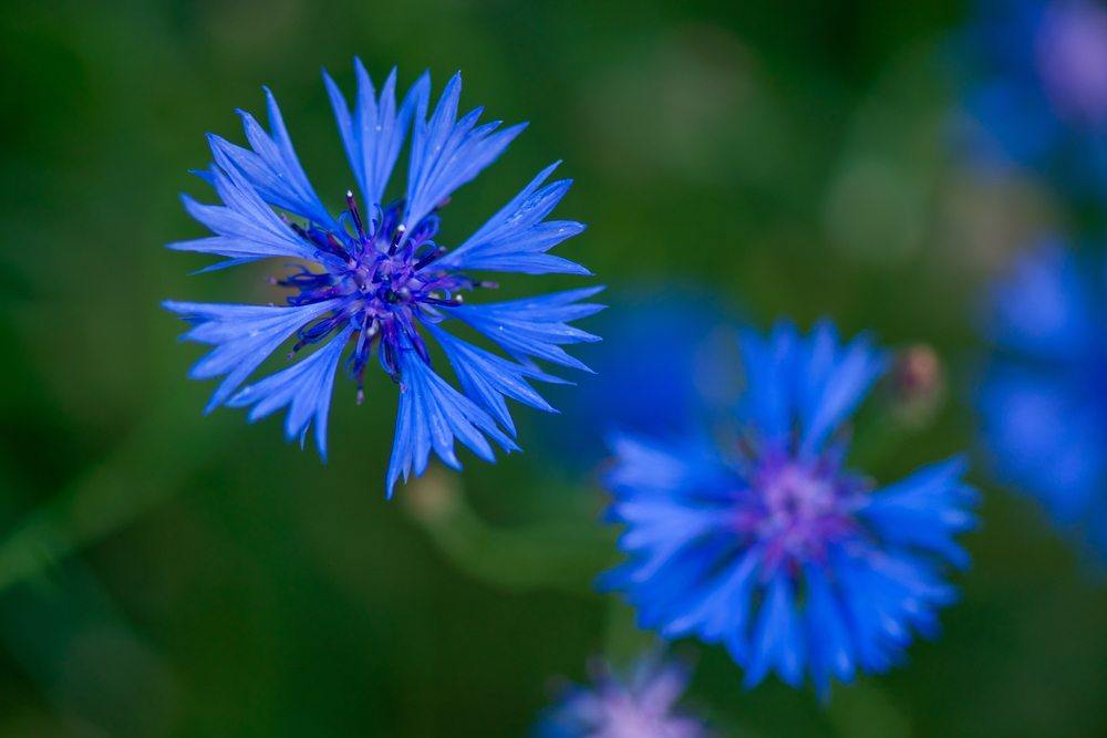 Cornflower