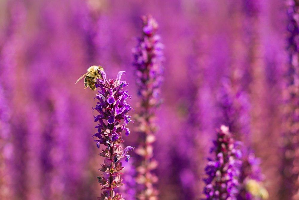 sage flower