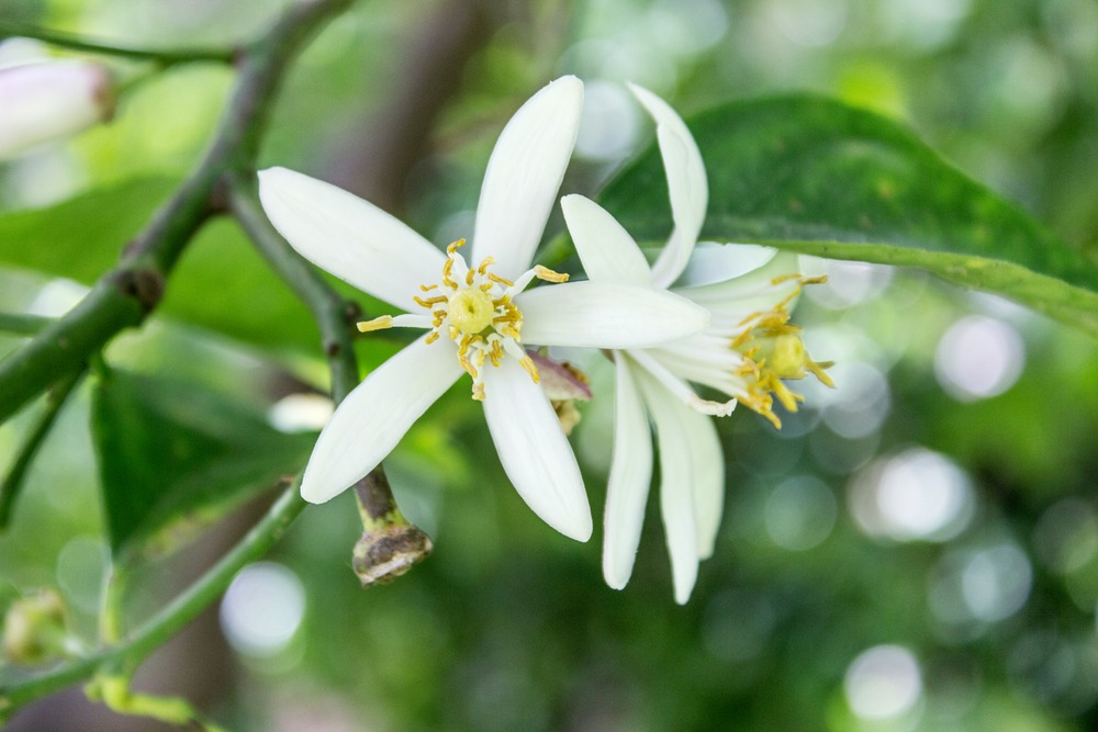 citrus flower