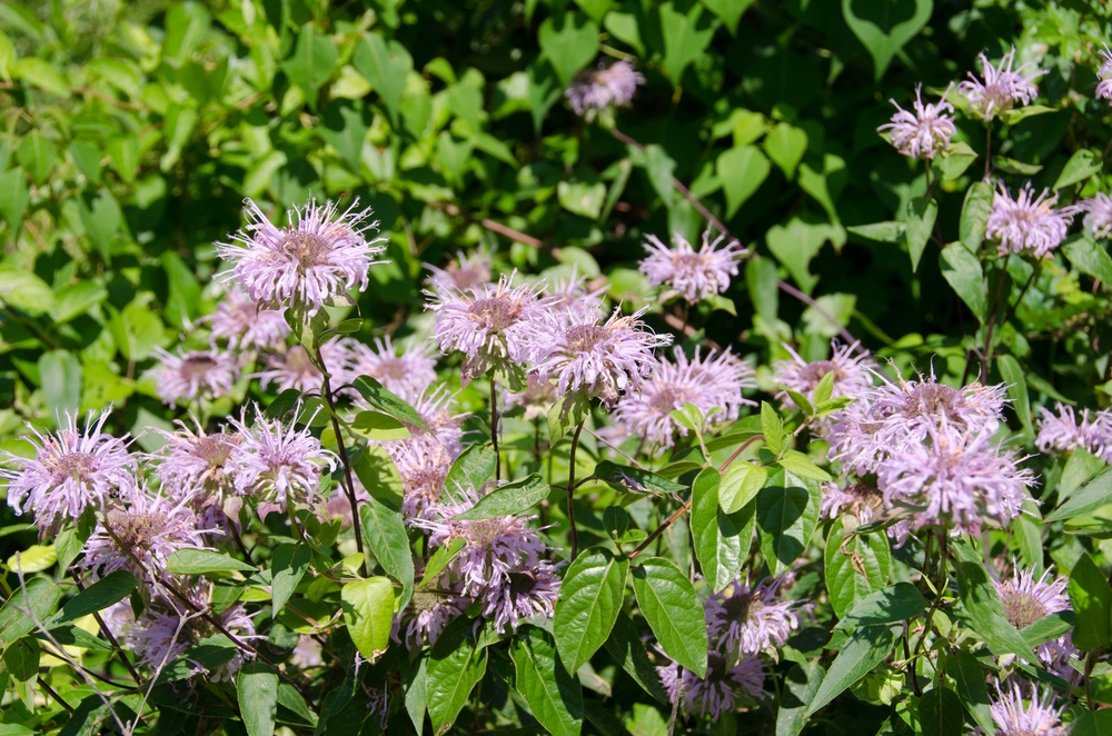 bee balm