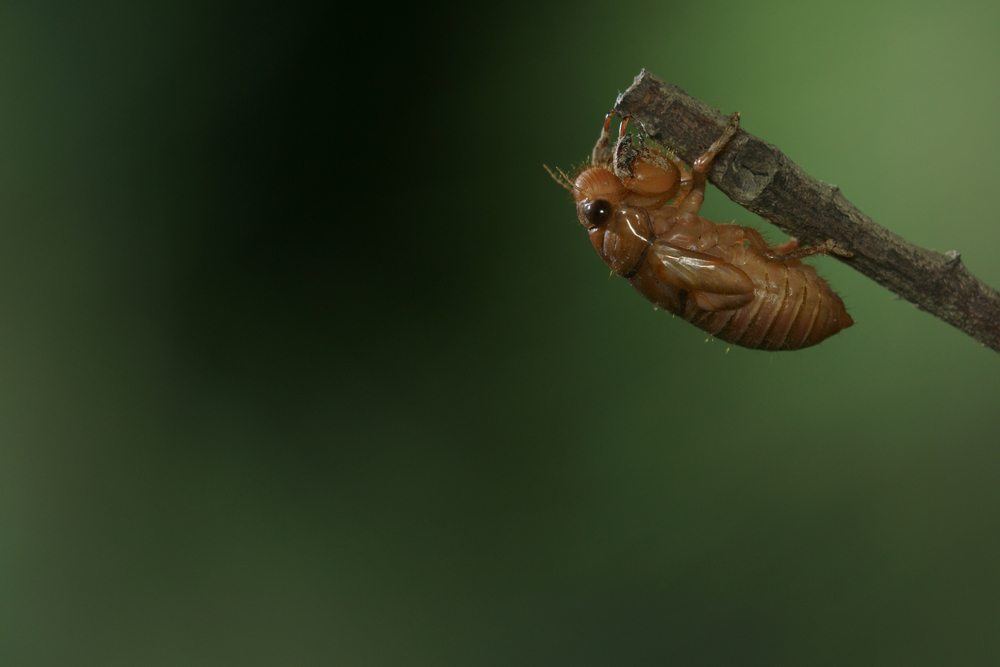 cicadas