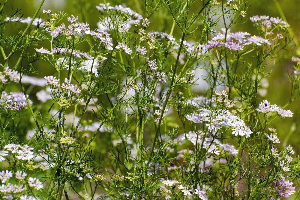 cilantro flower