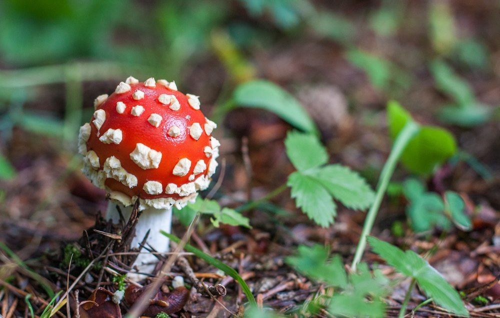 A bright red and white fly agaric mushroom growing outside