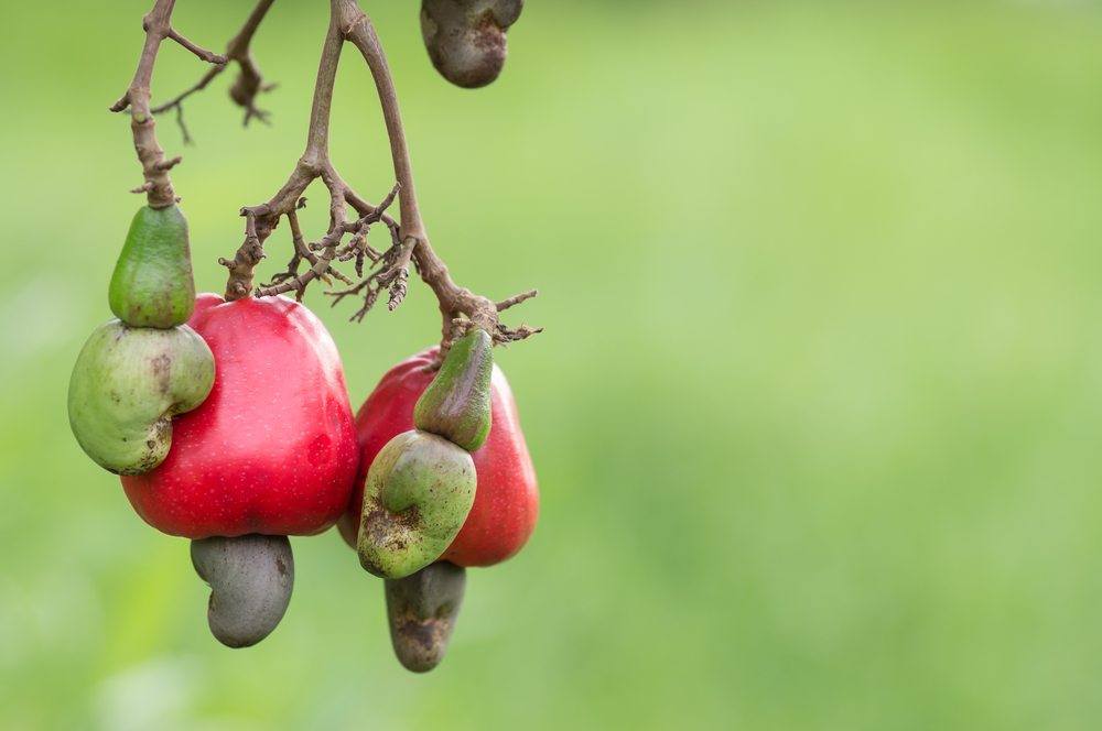 cashew fruit tree